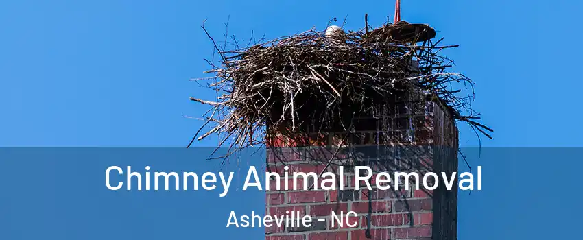  Chimney Animal Removal Asheville - NC