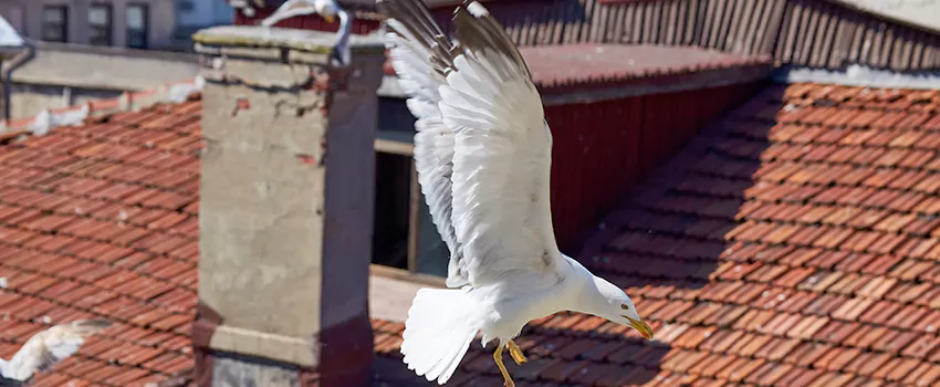 Residential Chimney Animal Removal Solution in Asheville, NC