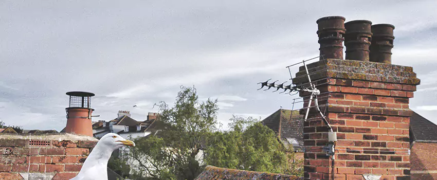 Chimney Cleaning And Restoration in Asheville, North Carolina